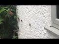 Congregation of red admirals and peacock butterflies basking