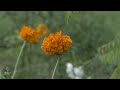 The most gentle rain is falling on these flowers - binaural rain asmr for sleep study and relaxation