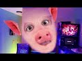 PSYCHO PIG 🎵 FGTeeV Official Music Video (Roblox PIGGY Song)