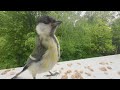 Birds eating, playing, and sun bathing, Cat TV #asmr