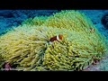 Colors Of The Ocean 8K Video ULTRA HD   The best sea animals for relaxing and soothing music #28
