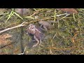 Wood Frogs Calling and Mating 4-6-2019