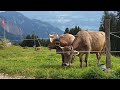 Landscape Courier I The sound of cow bells resounding in the valley of Mount Rigi, Switzerland