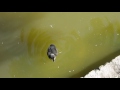 2017-06-28 Ducks at the Menlo Park Library Pond