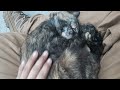 Best way to get rid of fleas on a cat (part 3 of 3)