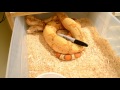 boa constrictor Growth baby to adults... EpicMorph