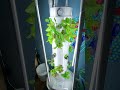 Tower Garden After Adding Nutrients