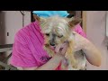 Her JAW WAS BROKEN at the groomers | Yorkshire Terrier