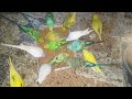 Love Birds Enjoying Millets and Soaked Wheat 🐦 | Nutritious Treats