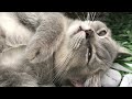 You Laugh You Lose😹Funniest Dogs and Cats 2024😻🐶