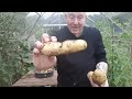 Container Potato Reveal Nicola 2nd Early [Gardening Allotment UK] [Grow Vegetables At Home ]