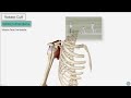 Rotator Cuff | 3D Anatomy Tutorial