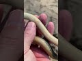 Snake Shorts Snake Video Compilation (35 million views)
