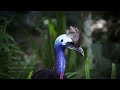 World's Weirdest Bird Sounds - Part One