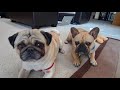 Pug and French Bulldog