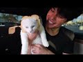 I Bought The World's BIGGEST Kitten!