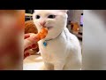 ❤️ A fun day with silly cat actions 😹 Funny Cats Videos 2024 😆