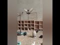 Сборная Самаркандских игравых голубей в катаке.