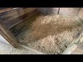 How to clean a horse stall for beginners