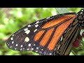 Monarch Dropping Eggs on the Milkweed Pt III