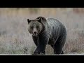 Photographing Fall Wildlife in Grand Teton National Park