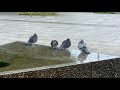 鳩の水浴び