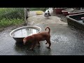 Guilty Dog and cat is so funny 😝 Try Not to Laugh 🐶😻 2024