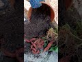 Sweet potato harvest/ grown in a container/zone9b