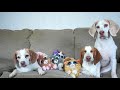 Evil Cat Ruins Dog Party! Funny Dogs Maymo, Penny & Potpie
