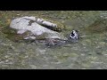 Harlequin Ducks, Sol Duc river
