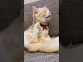 Cats' unexpected sitting positions #funny #cute #cat #pets #unexpected