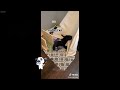 Funniest Cats and Dogs 🤣 Funny Cats Moments 🤣