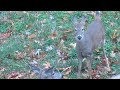 Strange and unusual deer behavior bucking whitetail button buck goes crazy running sprints jumping
