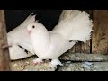 Kabutar k laqwe ka elaj // (Seli short reels) #ytshorts #pigeon #bird #supportme #minivlog