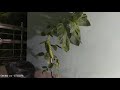 Bayam Dari yang Layu ke Segar Kembali - Timelapse Bayam atau Spinach. From Withered to Fresh Back.