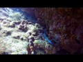 Best Diving Video in the World:  St. Maarten Dive Trip: Shark bites camera