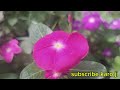 Surah Yasin (Yaseen) | By Sheikh Abdur-Rahman As-Sudais | Full With Arabic daily (HD( | 36 سورة