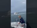 Whale lands on boat