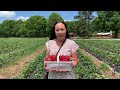 Strawberry Picking 4/28/24