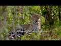 Adorable leopard cub frolics in Kenya's bushes