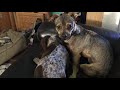 Disabled chiweenie dog Truffle loving on his now late brother Dude (RIP Dude...)
