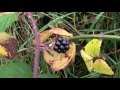 World's Biggest Carnivorous Plant Catches Whole Sheep!