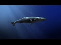 Graceful Giants Beneath the Waves: Whales in Their Natural Habitat