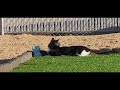 Cat and his yard frog  #cutecat