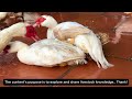 Harvesting MUSCOVY DUCK Eggs - How to Raise Muscovy Ducks for Eggs.