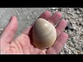 I have the beach to myself. Sanibel Island seashells broke my shell bag!