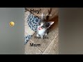 FUNNIEST CAT AND DOG VIDEOS 2023 #38