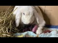 Rabbit giving birth to 5 baby bunnies