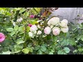 2nd year first flush Pompon veranda Kordes rose spring 2024