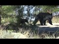 Black Bears At The Park